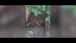 Rat sightings at an all-time low: NYC Department of Sanitation