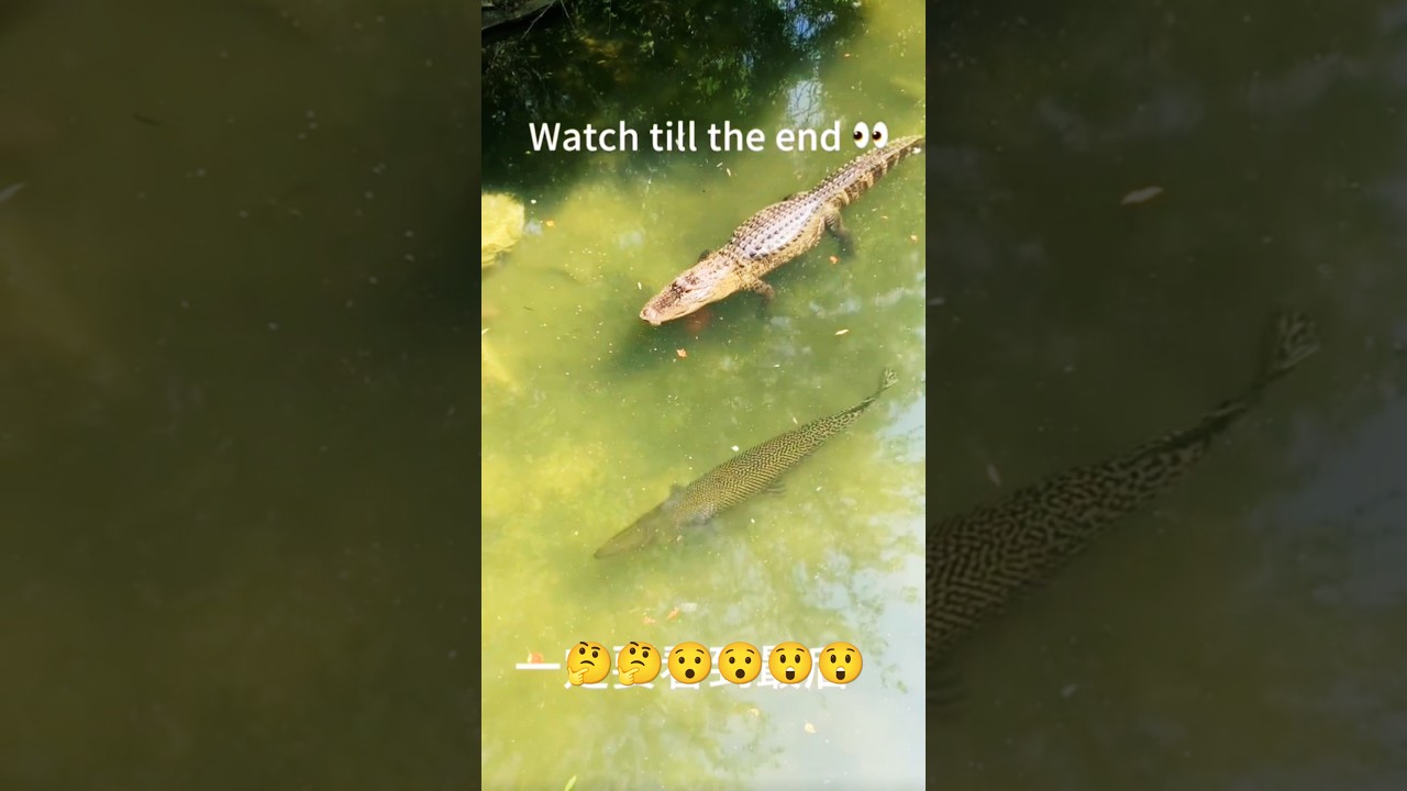 Crocodile Hunts Fish in Shocking Footage! #fishing #shorts #attack