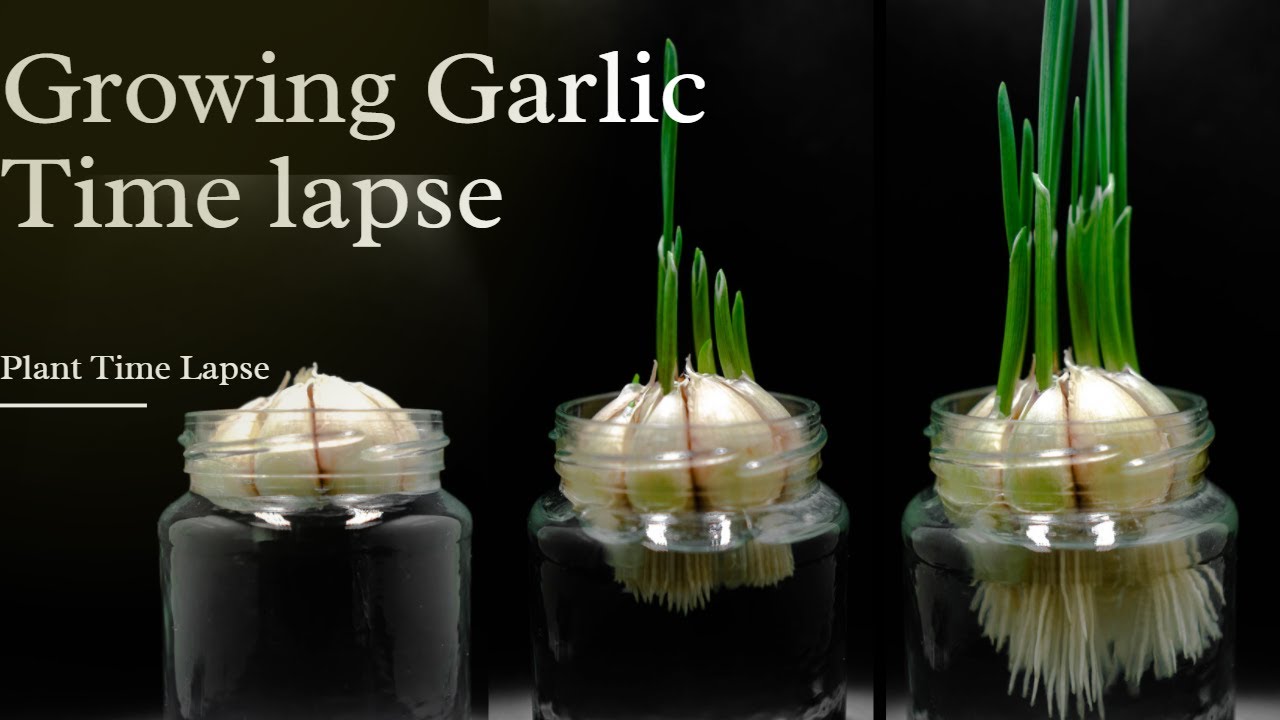 Growing Garlic time lapse Plant Time lapse 10 days YouTube