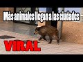 Los Animales Siguen llegando a las Ciudades