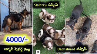 93810 58585 | German Shepherd dog,Shihtzu and Dachshund Puppies for sale in telugu | Aj pets 