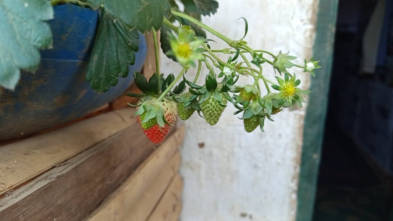 Aaja Pani yesari nai din bityo guys 🌺🫶💑💏🫂