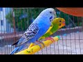 The Ultimate Budgie Care Guide: Tips for Happy &amp; Healthy Birds! 🦜🦜✨#birds #budgies #birdlovers 