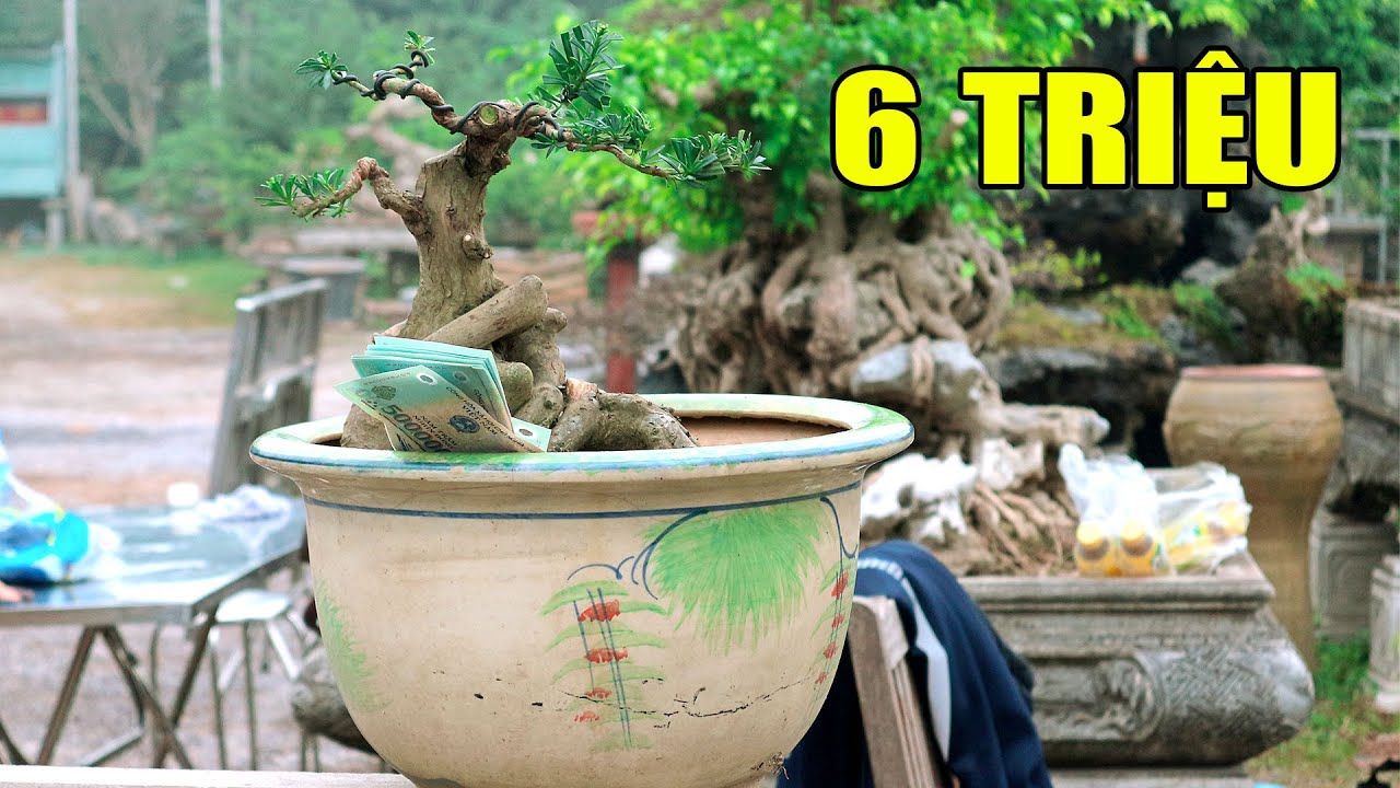 Tuấn Anh chia sẻ làm cây Tùng La Hán bonsai mua giá 6... - youtube