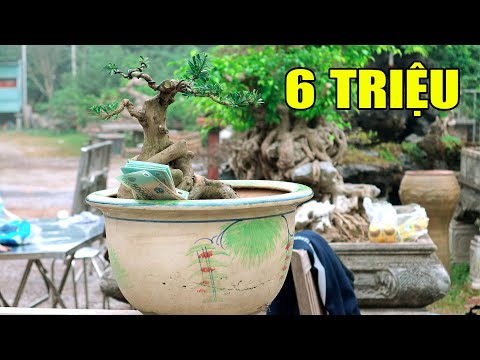 Video Tuấn Anh chia sẻ làm cây Tùng La Hán bonsai mua giá 6... - youtube