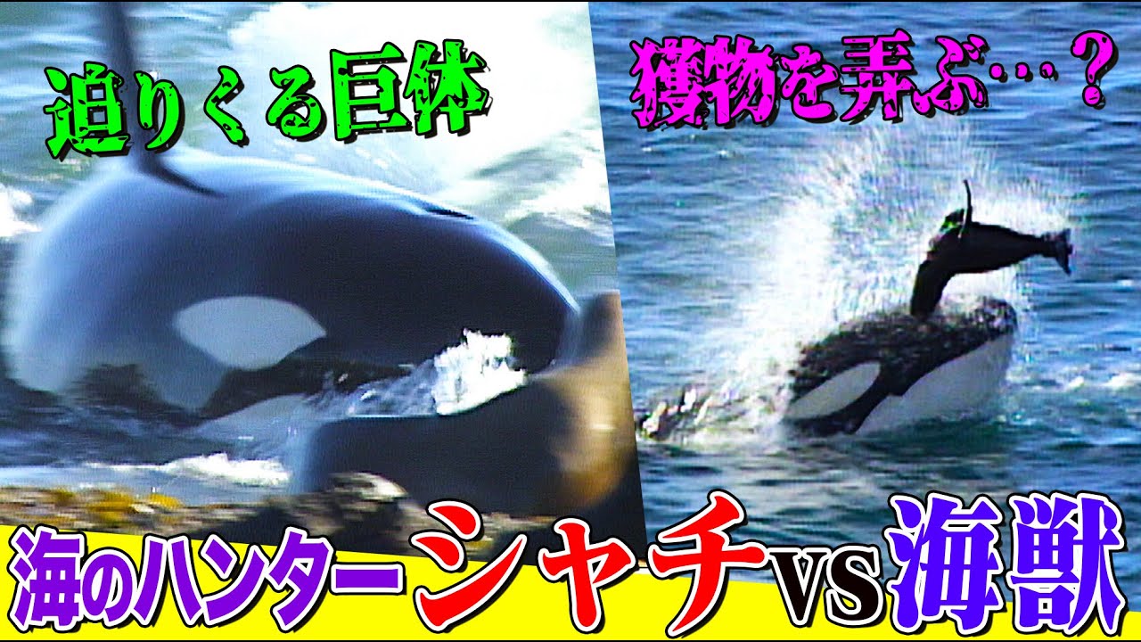 海獣たちの群れに襲いかかるシャチ！南米の海岸で繰り広げられる激しい 