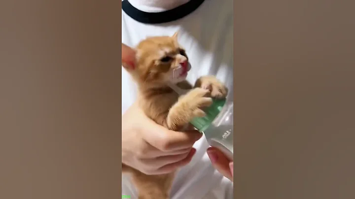 Video 11064741: eating dogs cats funny, funny cat jumping, funny pets