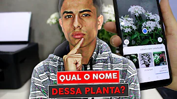 Como saber o nome de uma planta pelo Google?