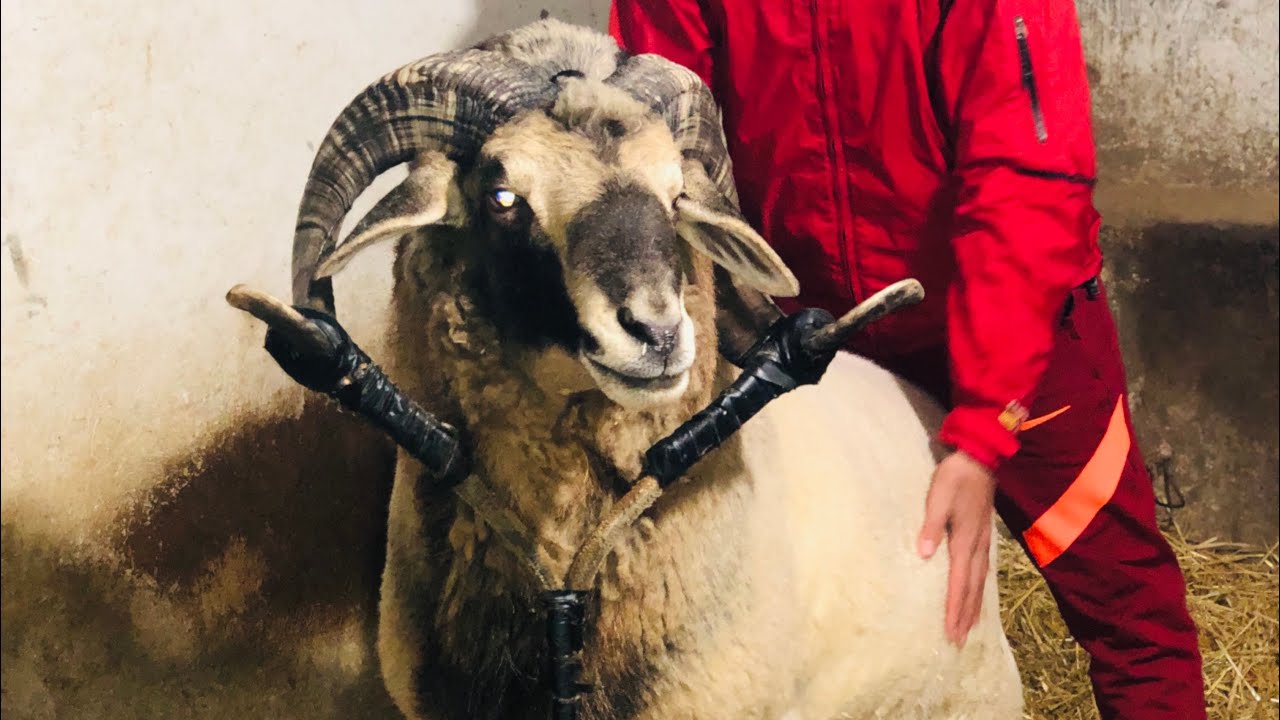 كبش في أخر مراحل الدراسة 🔥 سوق أهراس 🇩🇿