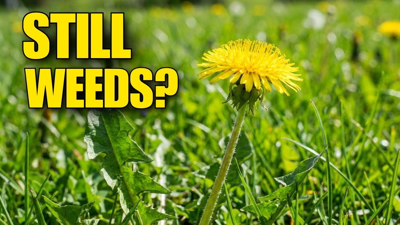 Weeds returning in an Oklahoma lawn after spraying treatment