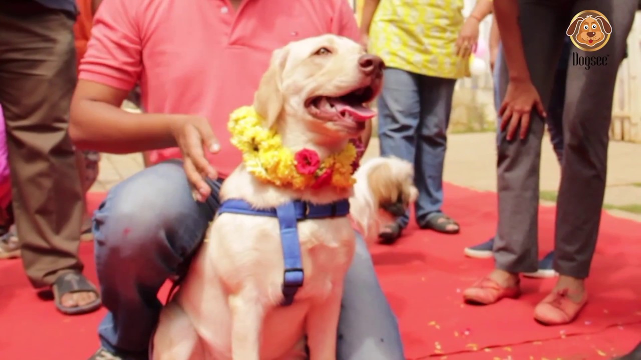"Diwali for Dogs" Kukur Tihar Celebrations in Bangalore YouTube