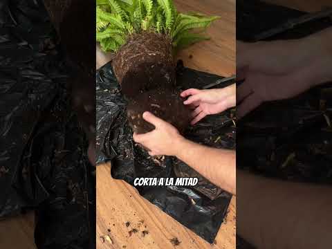 Video: Trasplante de plantas de helecho de Boston - Cuándo y cómo trasplantar un helecho de Boston