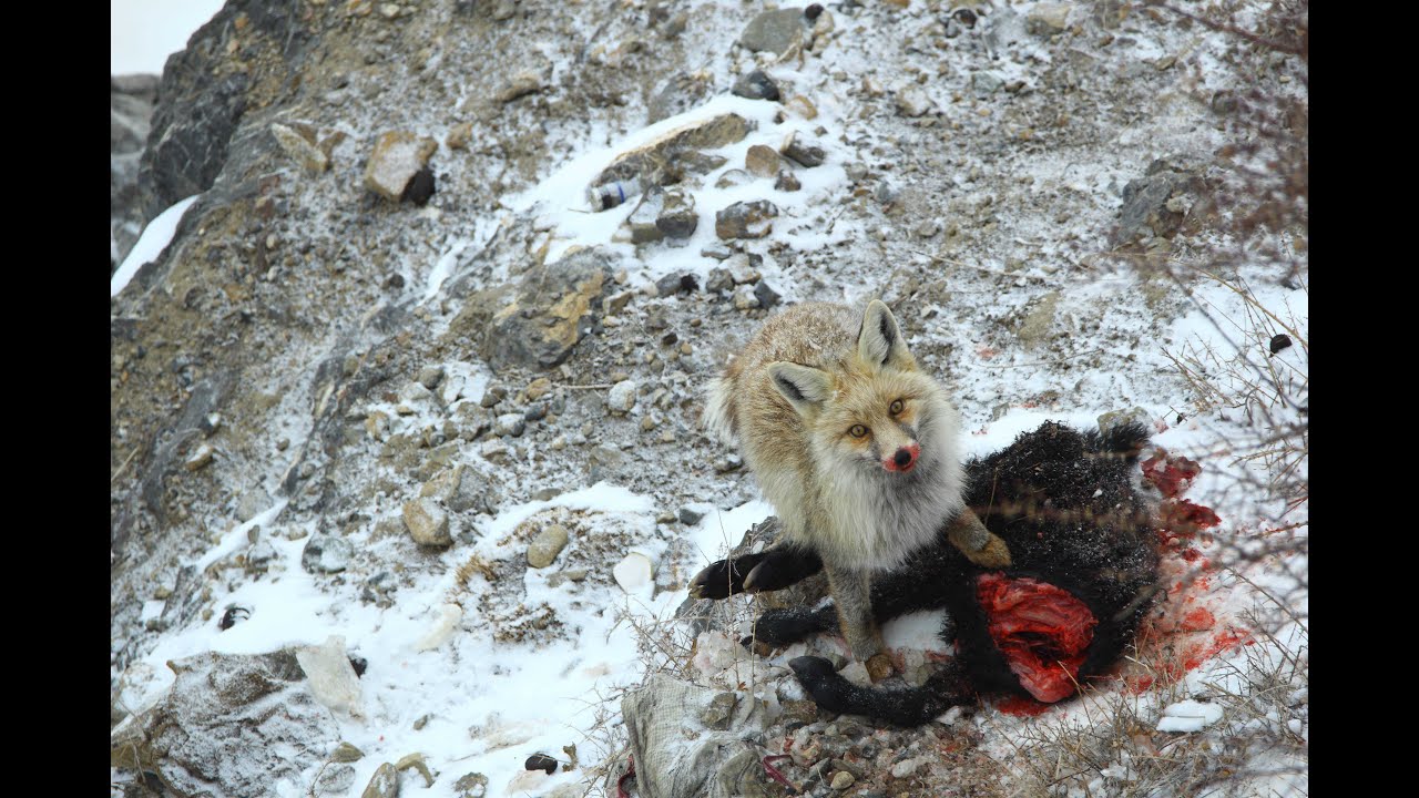 frommadtonomad - Snow Leopard Expedition Day 2 -  With the Red Fox - Spiti Valley - Himlayas