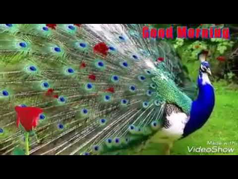 روحي بلقاك مناها 