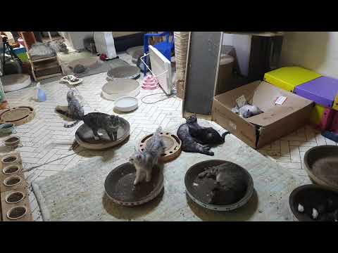 Gray CAT  /  그레이캣