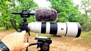 😍 Sennheiser MKE 600 Shotgun Microphone. Fantastic for Nature Video! 🐦