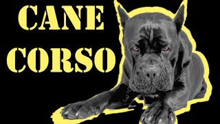 CANE CORSO - Sólo escucha su ladrido by ABC del mundo Animal 12,401 views 1 year ago 14 minutes, 47 seconds