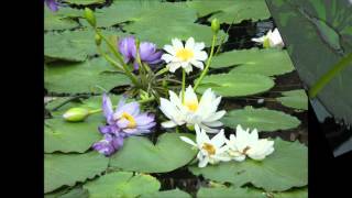 睡蓮の花