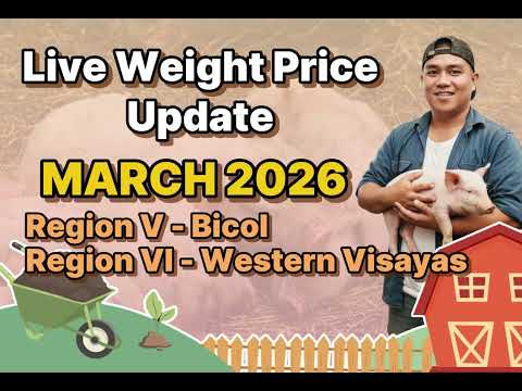 LIVE WEIGHT PRICE UPDATE MARCH 2026 BABOY PRESYO (REGION V, REGION VI)