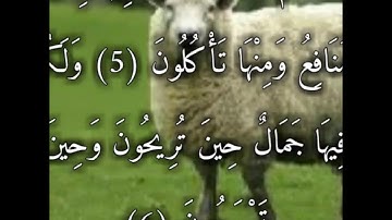 من سورة النحل_ والانعام خلقها لكم فيها دفء- آية 5- ماهر المعيقلي