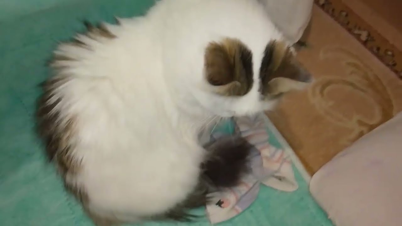 В "ПЕЩЕРЕ"ДАЛИ СВЕТ💡😺!ЧЕМ МЫ ЗАНИМАЕМСЯ В ПОЛНОЧЬ!👀🙀