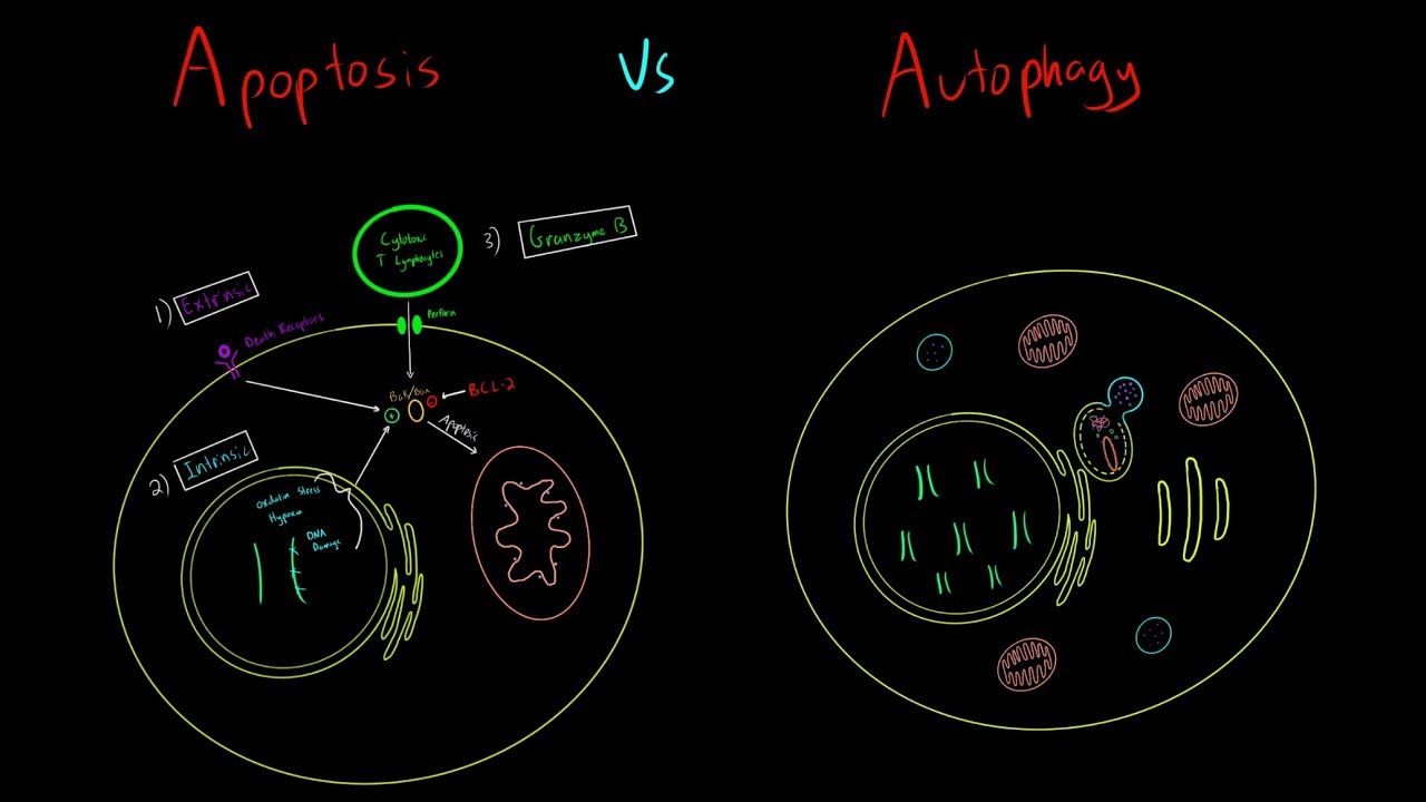 Апоптоз против аутофагии. ВСЁ, ЧТО ВАМ НУЖНО ЗНАТЬ КЛЕТОЧНАЯ БИОЛОГИЯ MCAT