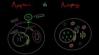 Apoptosis vs Autophagy EVERYTHING YOU NEED TO KNOW CELLULAR BIOLOGY MCAT