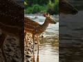 Crocodile vs Deer 😱 | Jungle ka Dangerous Attack #shorts #shortsfeed #wildlife #youtubeshorts #reels