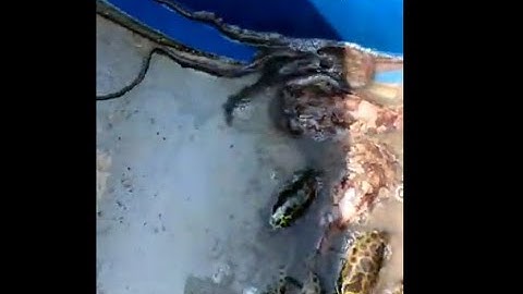 Đi rừng đặt 12 cửa ngục bắt cua, tôm tích khổng lồ, người rừng chỉ cần ở 1 chỗ thương lái tự đến