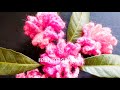 #crochet Flower 🌷#14