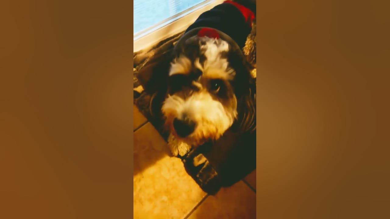 my dog jamming again YouTube