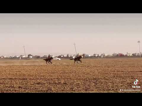 سباق الشيخ شمر حميدي عجيل الياور عيد الاضحى