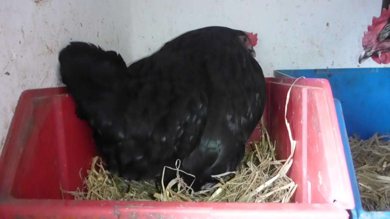 Huhn legt Ei YouTube