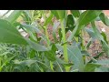 आइए जानते है organic kheti kaise karen (ऑर्गेनिक खेती कैसे करें)#farming #shorts #shortvideo #viral