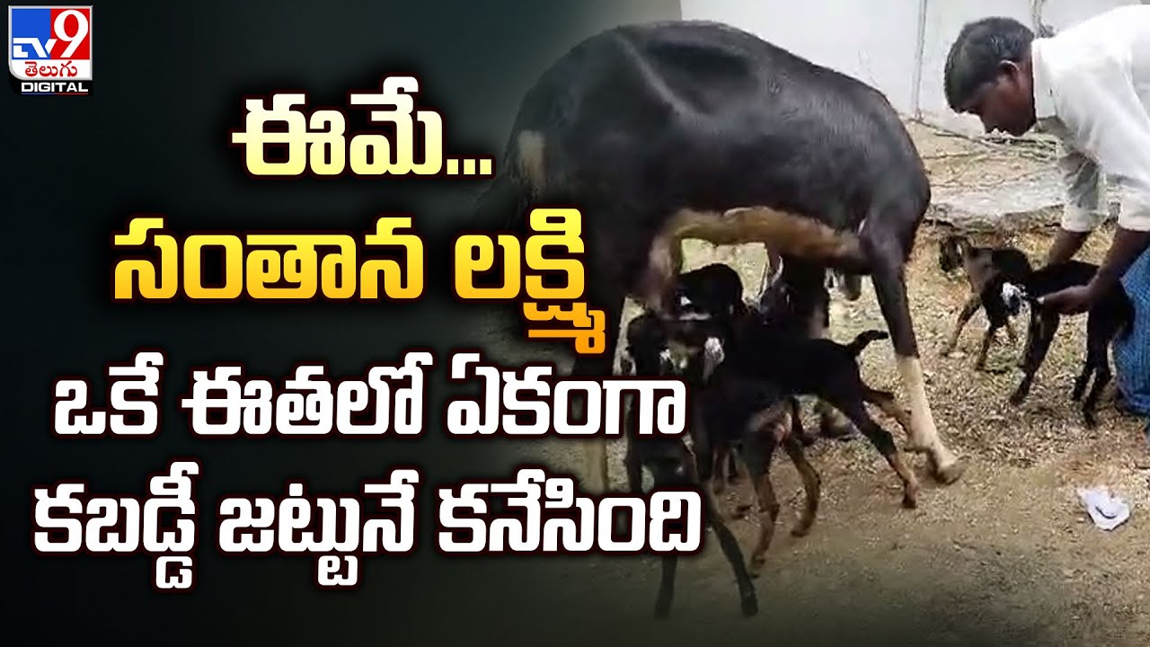 Mahabubabad | ఈమే...సంతాన లక్ష్మి..ఒకే ఈతలో ఏకంగా కబడ్డీ జట్టునే కనేసింది | Chillamcherla - TV9