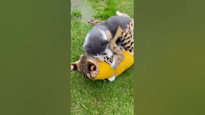 Video 11810991: savannah cat, fight