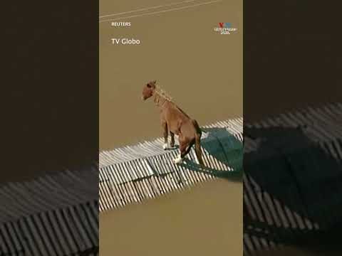 Բրազիլիայում ջրհեղեղների հետևանքով ձին մնացել է տանիքի վրա
