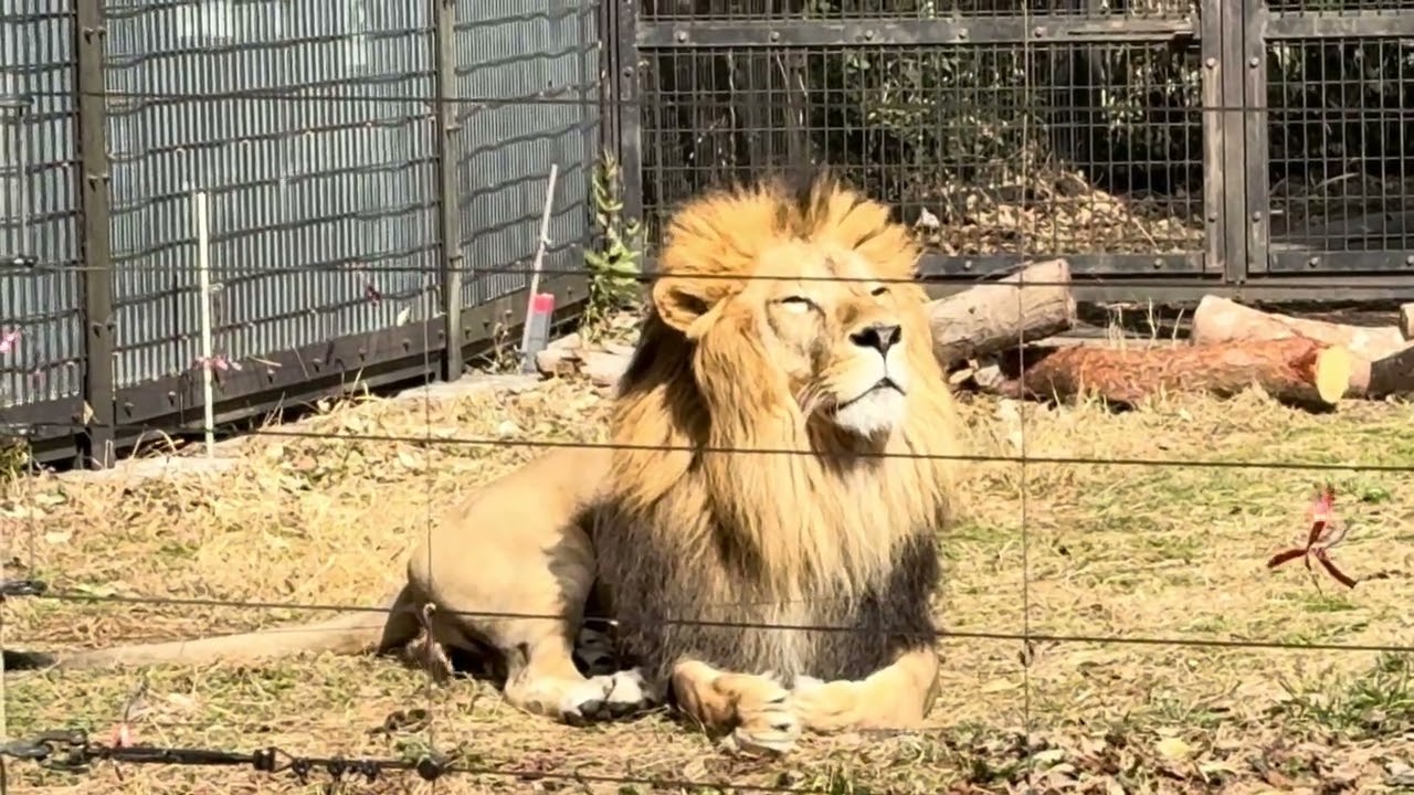 八木山動物公園   ライオン   サン 