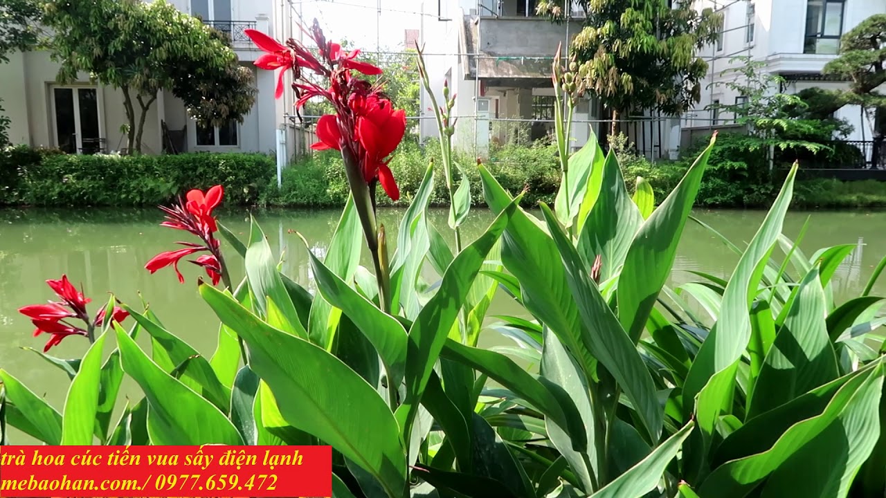 cây thuốc nam.Công dụng và bài thuốc chữa bệnh từ cây dong riềng đỏ ...
