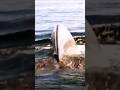 Biggest &amp; Most Powerful Animal Ever? Blue Whale! 🐋🔥