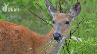Mouthful of Thorns? What Deer Scientists Learned About Whitetail Foraging Skills