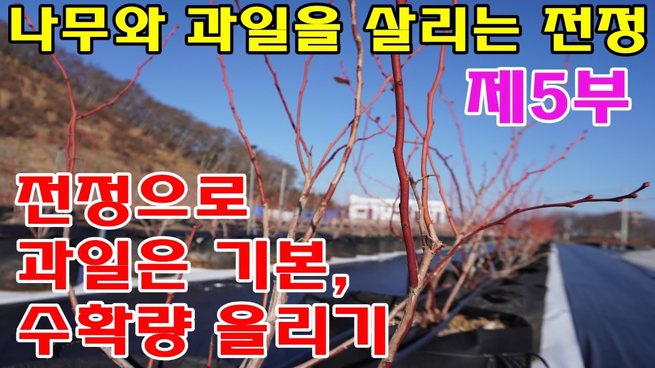 블루베리전정, 성목전정방법, 블루베리전정 총정리, 블루베리전정방법,