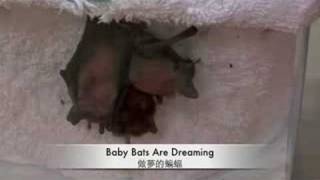 Bats Are Dreaming