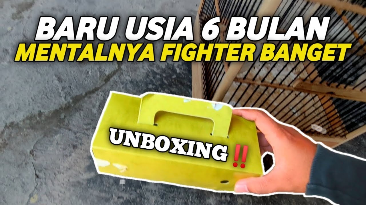 UNBOXING‼️KAKAKNYA KENARI PRESTASI SEKARANG KITA DPAT ADIKNYA