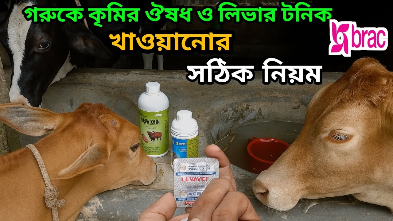 গরুর কৃমির ঔষধ খাওয়ার নিয়ম | গরুর লিভার টনিক খাওয়ানোর নিয়ম | Sheikh alif vlog