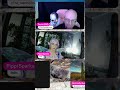 Steve | #the_gamingtrucker on #Twitch