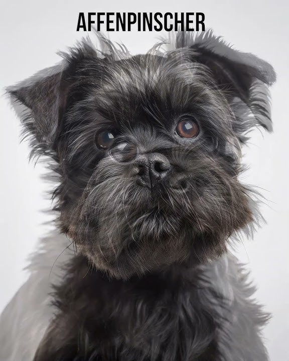 Grey Affenpinscher