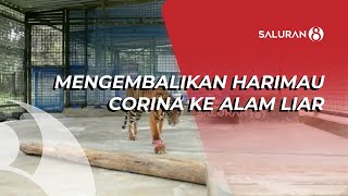 MENGEMBALIKAN HARIMAU CORINA KE ALAM LIAR