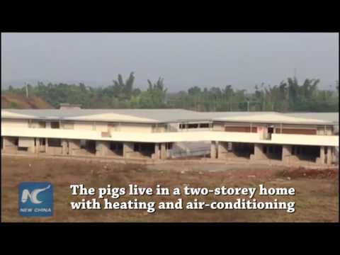 How are pigs