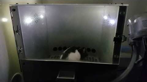 5-CSRTT Training Video